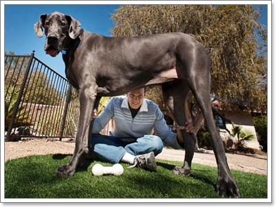 Dogilike.com :: "จอร์จ" น้องหมาที่ตัวสูงที่สุดในโลก